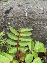 Ailanthus altissima