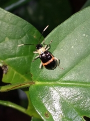 Paratriarius adonis