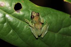 Guibemantis