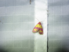 Phoenicophanta bicolor