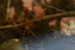 Crassula aquatica