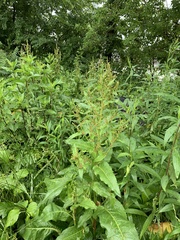 Rumex crispus