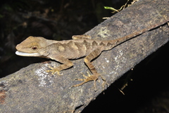 Anolis johnmeyeri
