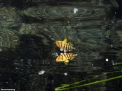Seriola dumerili