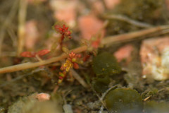Crassula aquatica