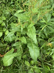 Rumex crispus