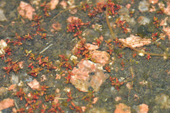 Crassula aquatica