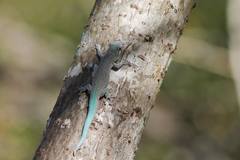 Phelsuma mutabilis