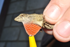 Anolis sminthus