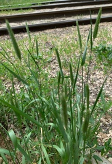 Agropyron cristatum