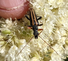 Cortodera longicornis