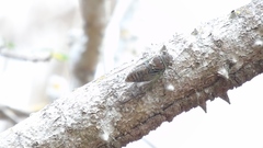 Diceroprocta bulgara