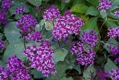 Pericallis aurita image