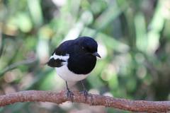 Copsychus albospecularis