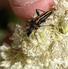 Cortodera longicornis