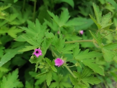 Geranium divaricatum