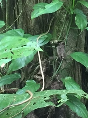 Oxybelis rutherfordi