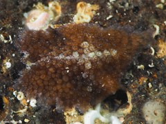 Thysanozoon brocchii