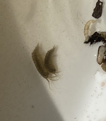 Gammarus fossarum