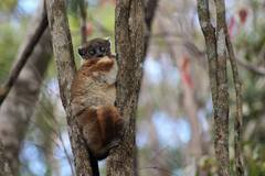 Lepilemur hubbardorum