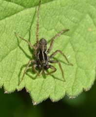 Pardosa palustris
