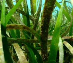 Posidonia australis
