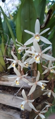 Coelogyne flaccida