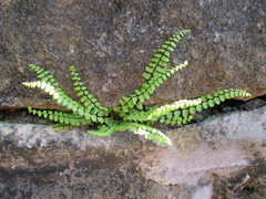 Asplenium trichomanes