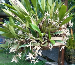 Coelogyne flaccida