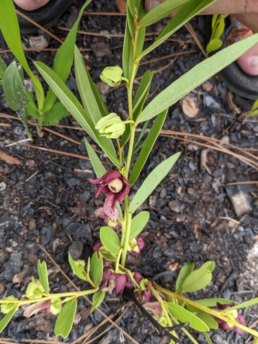 Asimina pygmaea (W.Bartram) Dunal