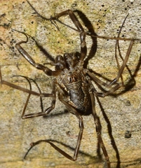 Dasylobus metatarsalis