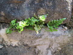 Asplenium adiantum-nigrum