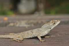 Anolis cusuco