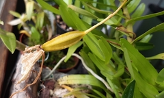 Angraecum germinyanum