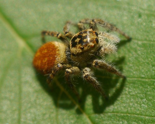Carrhotus xanthogramma photo 3