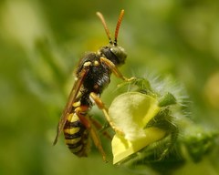 Nomada nobilis