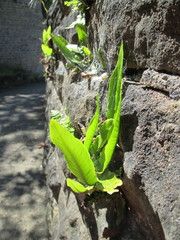 Asplenium scolopendrium