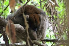 Prolemur simus