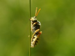 Nomada nobilis
