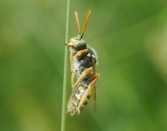 Nomada nobilis