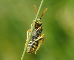 Nomada nobilis