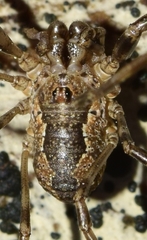 Dasylobus metatarsalis