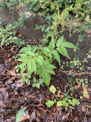 Ailanthus altissima