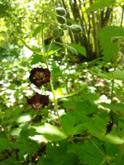 Geranium phaeum phaeum