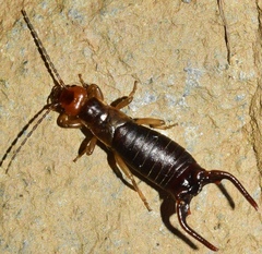 Eulithinus analis