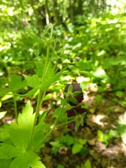 Geranium phaeum phaeum