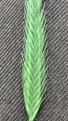 Agropyron cristatum
