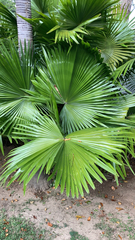 Livistona chinensis