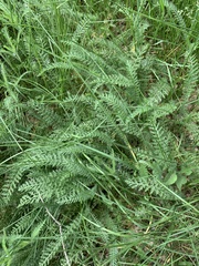 Achillea millefolium