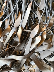 Laminaria sinclairii